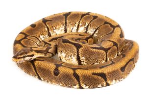 Python regius, spider, femelle adulte